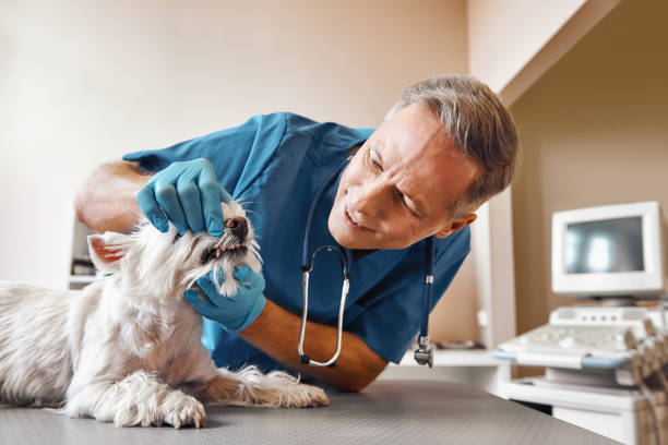 Best Emergency Denture Repair in Amery, WI